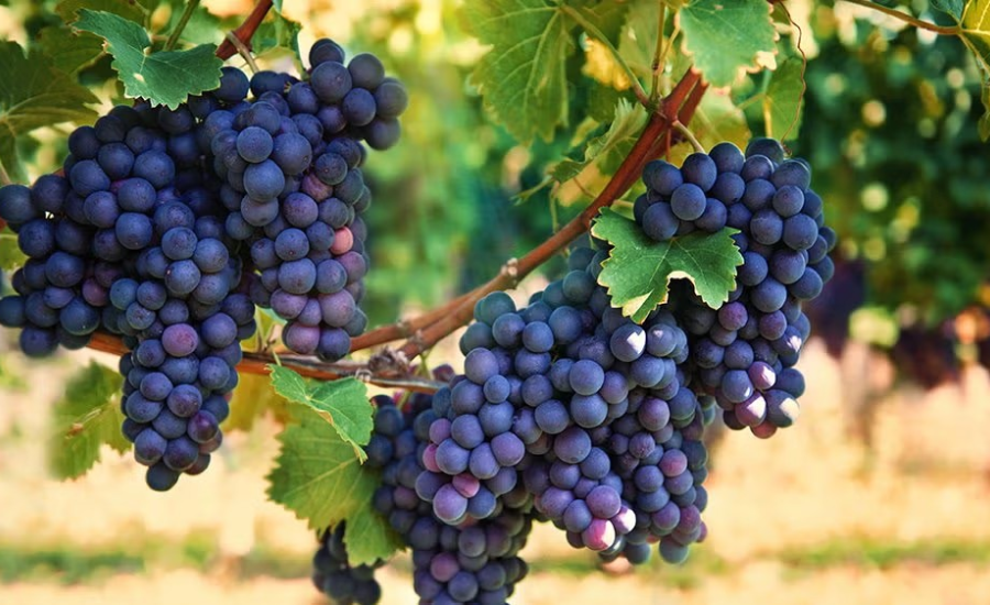 Indian Agricultural Products Exporter