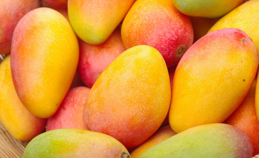 Indian Agricultural Products Exporter