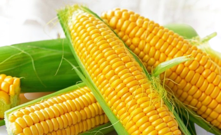 Indian Agricultural Products Exporter